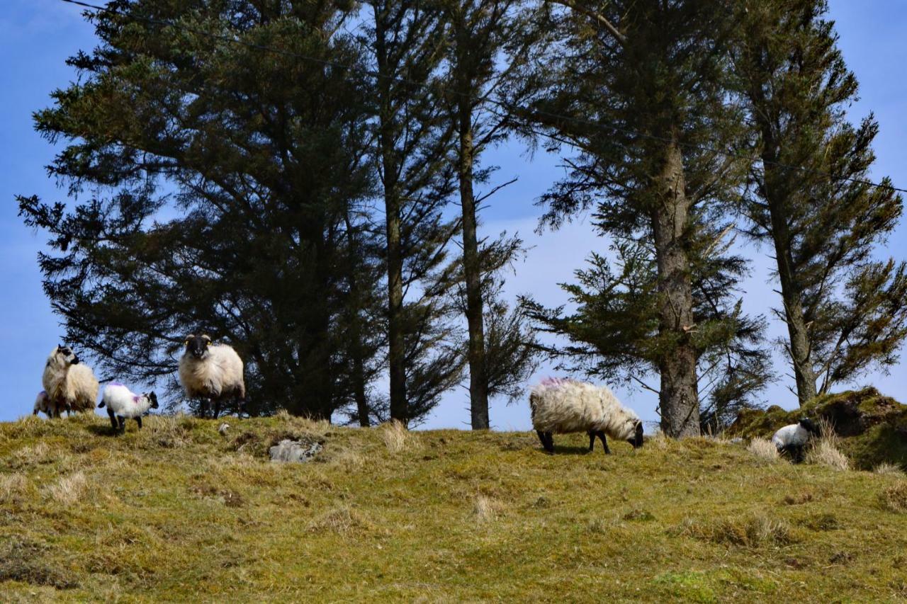 Cottage 342 - Clifden Dış mekan fotoğraf